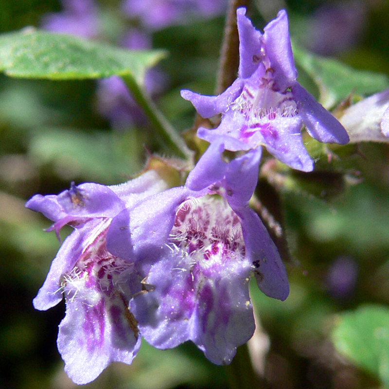 Изображение особи Glechoma hederacea.