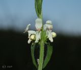 Stachys recta