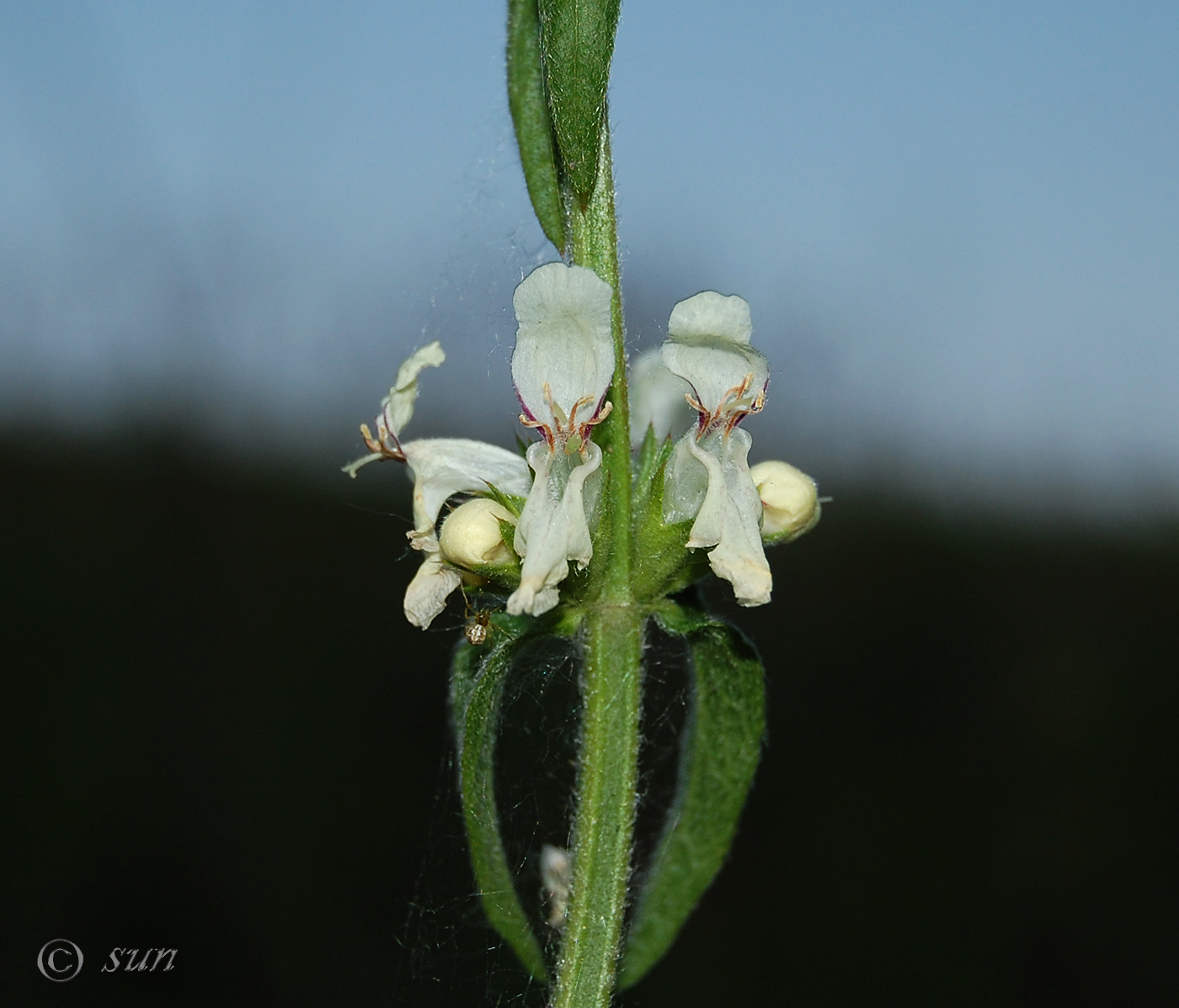 Изображение особи Stachys recta.