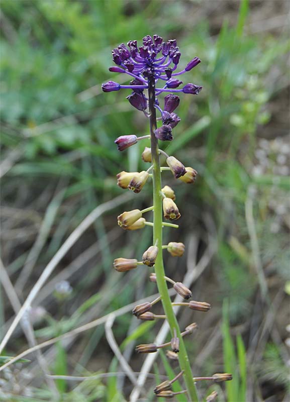 Image of Leopoldia caucasica specimen.