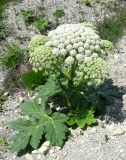 Heracleum stevenii