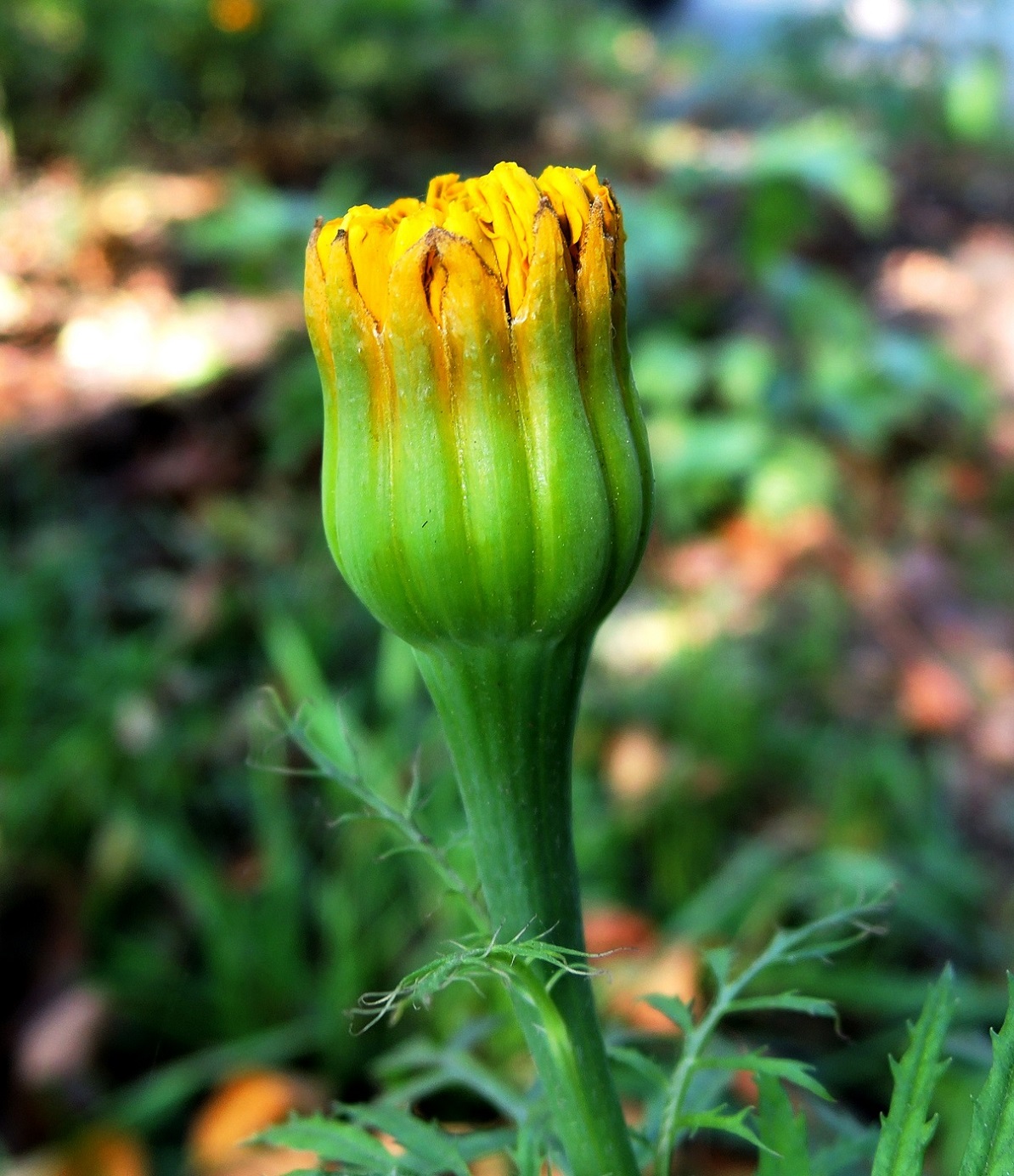 Image of Tagetes erecta specimen.