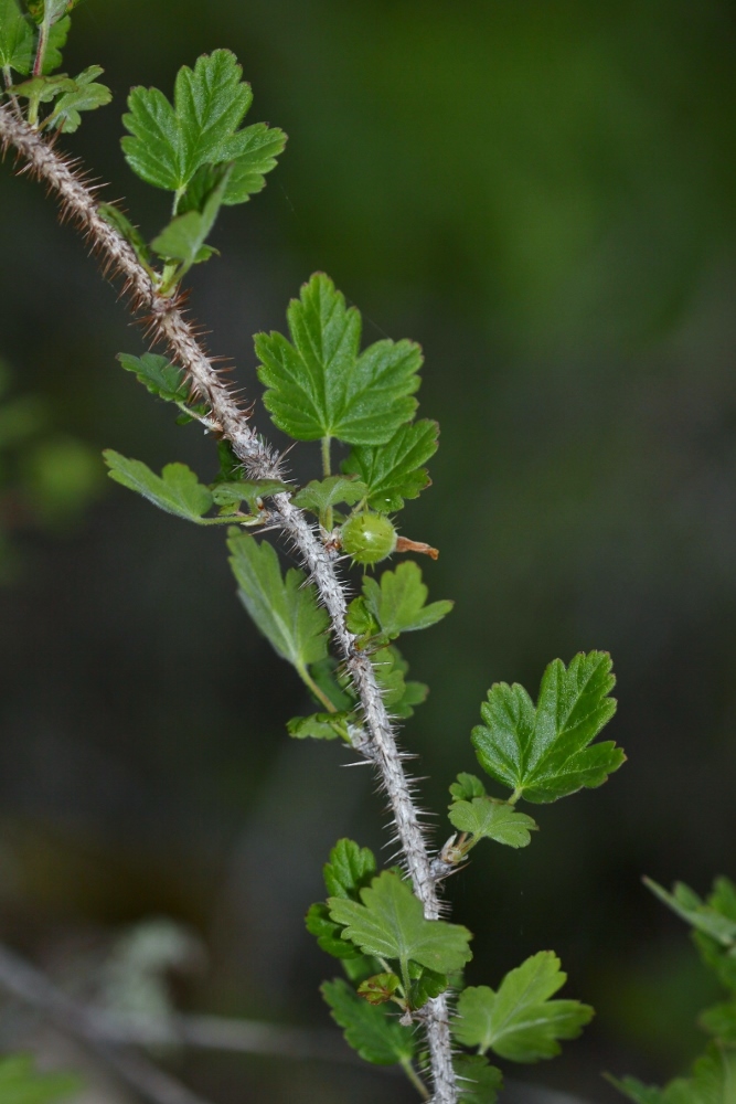 Изображение особи Grossularia burejensis.