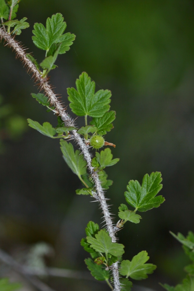 Image of Grossularia burejensis specimen.