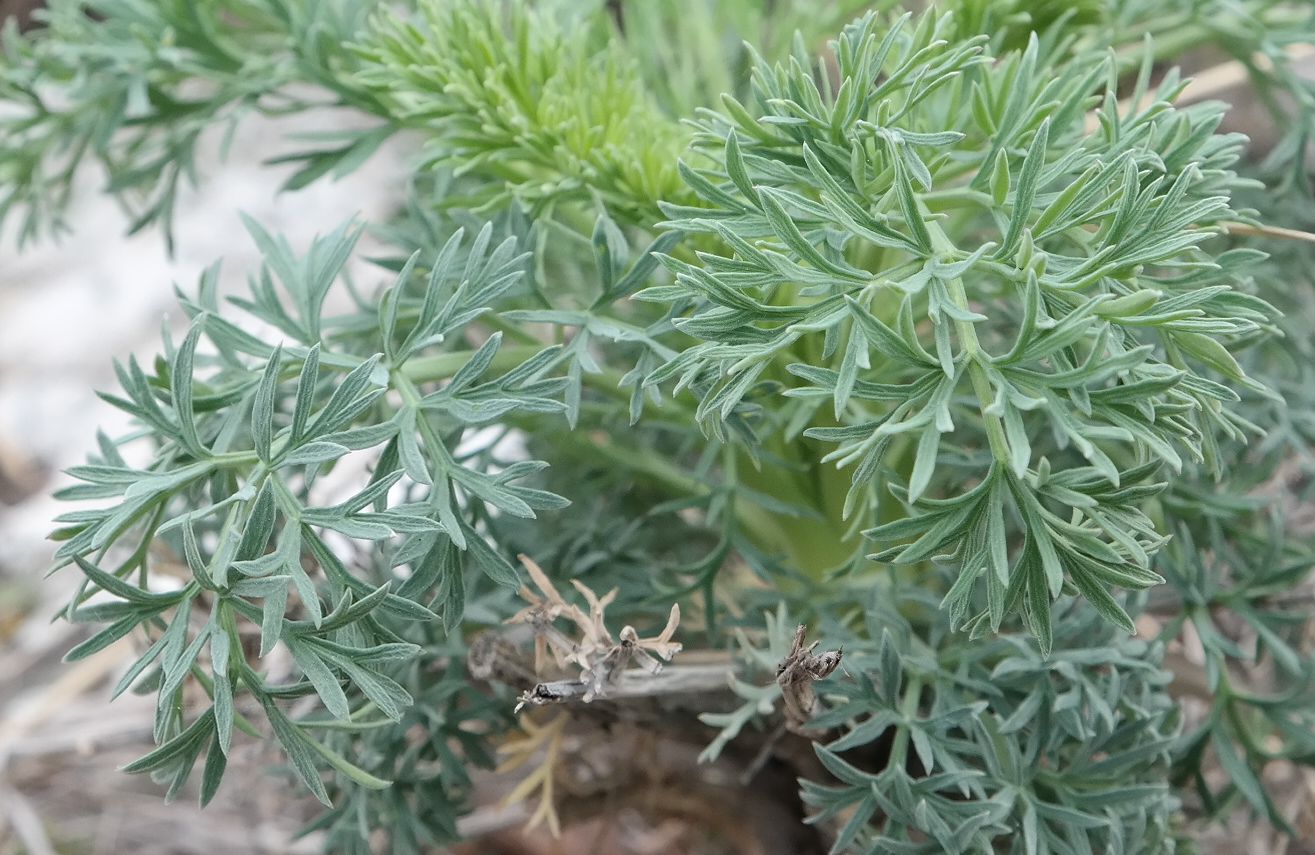 Image of Seseli gummiferum specimen.