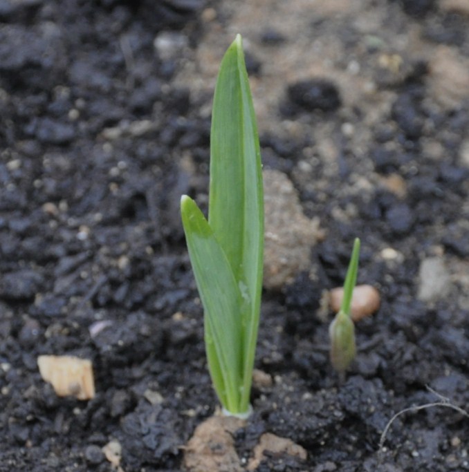 Image of Allium sativum specimen.