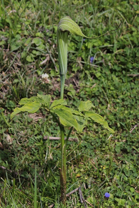 Image of Arisaema jacquemontii specimen.