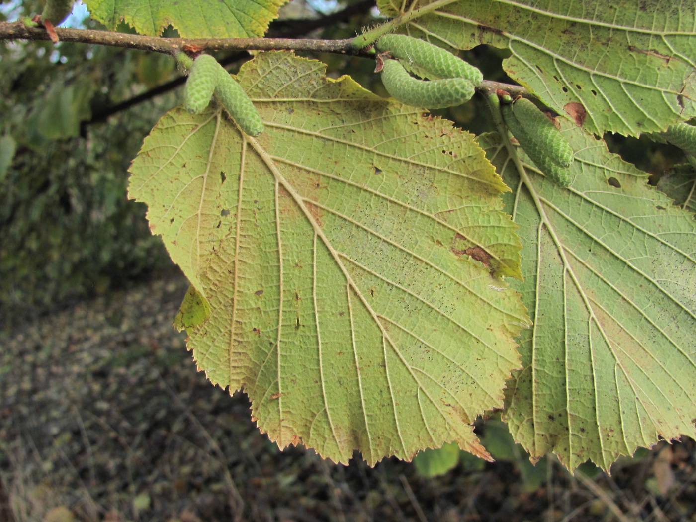 Image of Corylus pontica specimen.