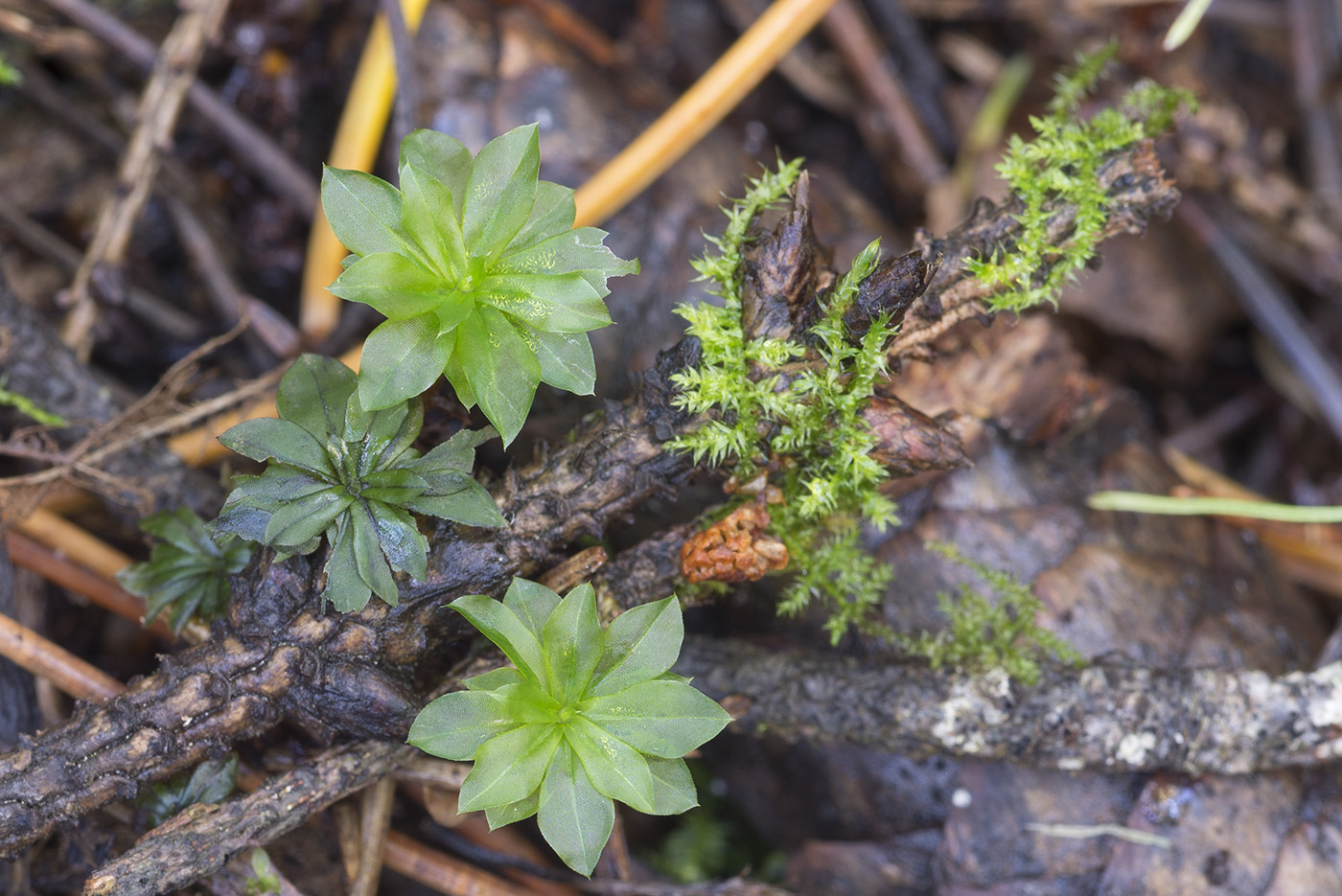 Image of Rhodobryum roseum specimen.