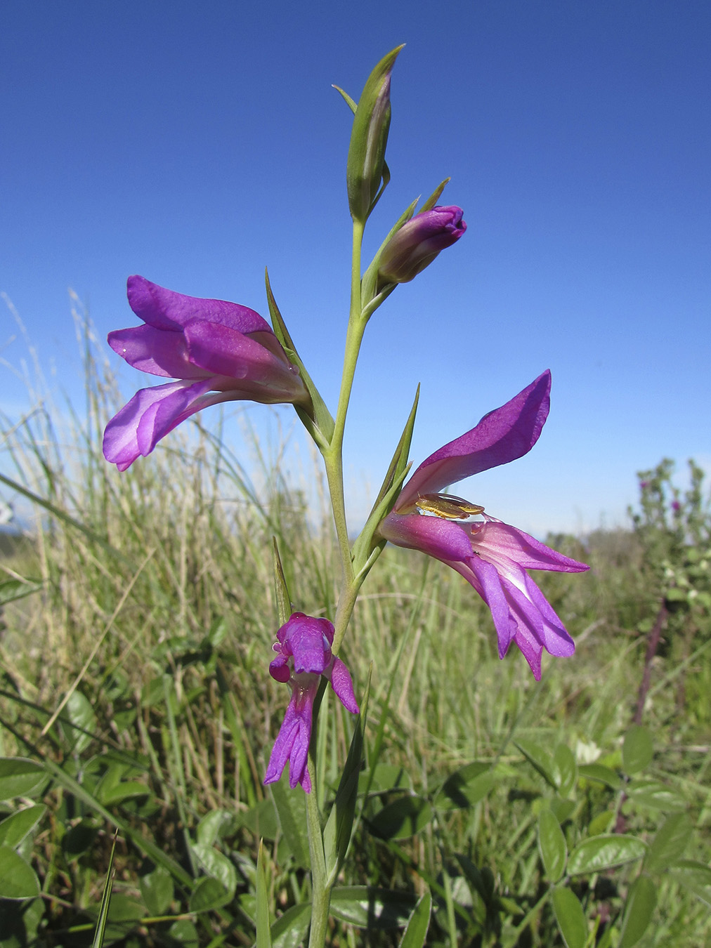 Изображение особи Gladiolus italicus.