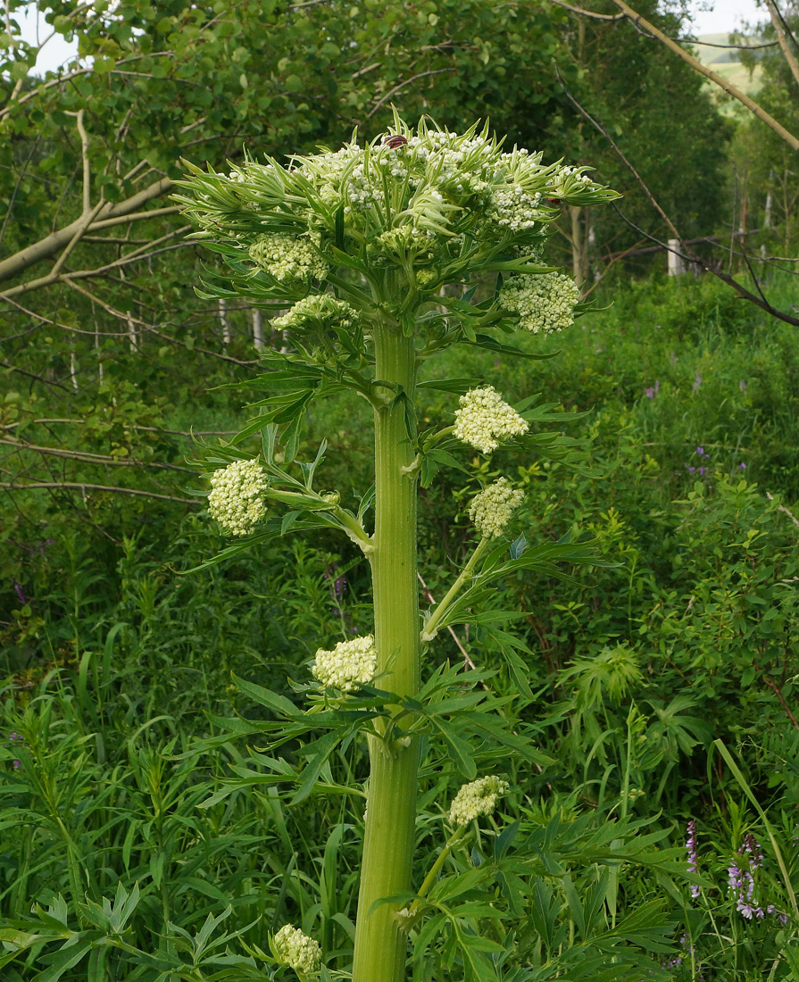 Изображение особи Pleurospermum uralense.