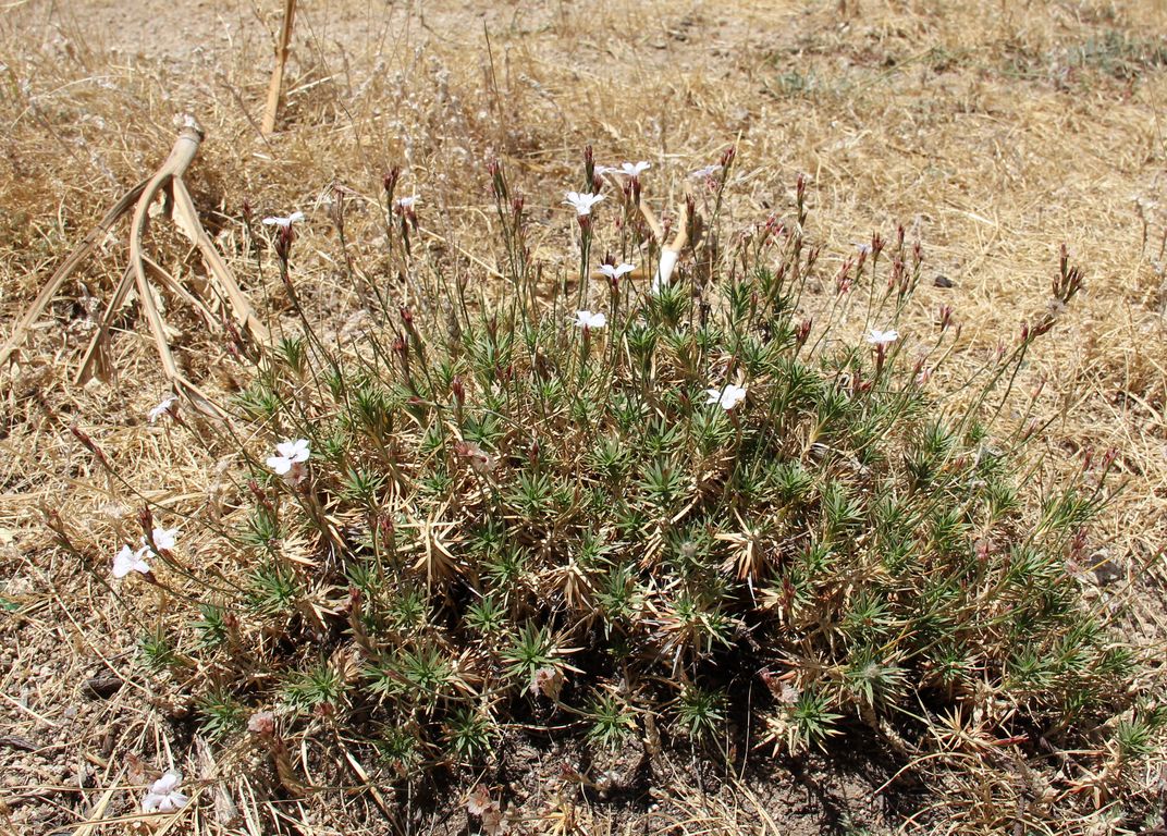 Image of Acantholimon sarawschanicum specimen.