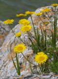 View full-size image Anthemis tinctoria