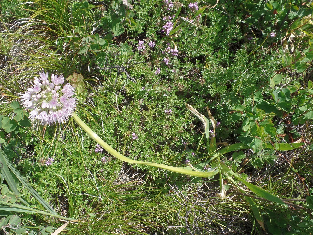 Image of Allium nutans specimen.