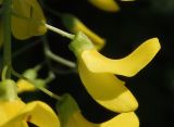 Laburnum anagyroides. Цветок. Украина, г. Запорожье, возле Прибрежной автомагистрали, озеленение. 01.05.2016.