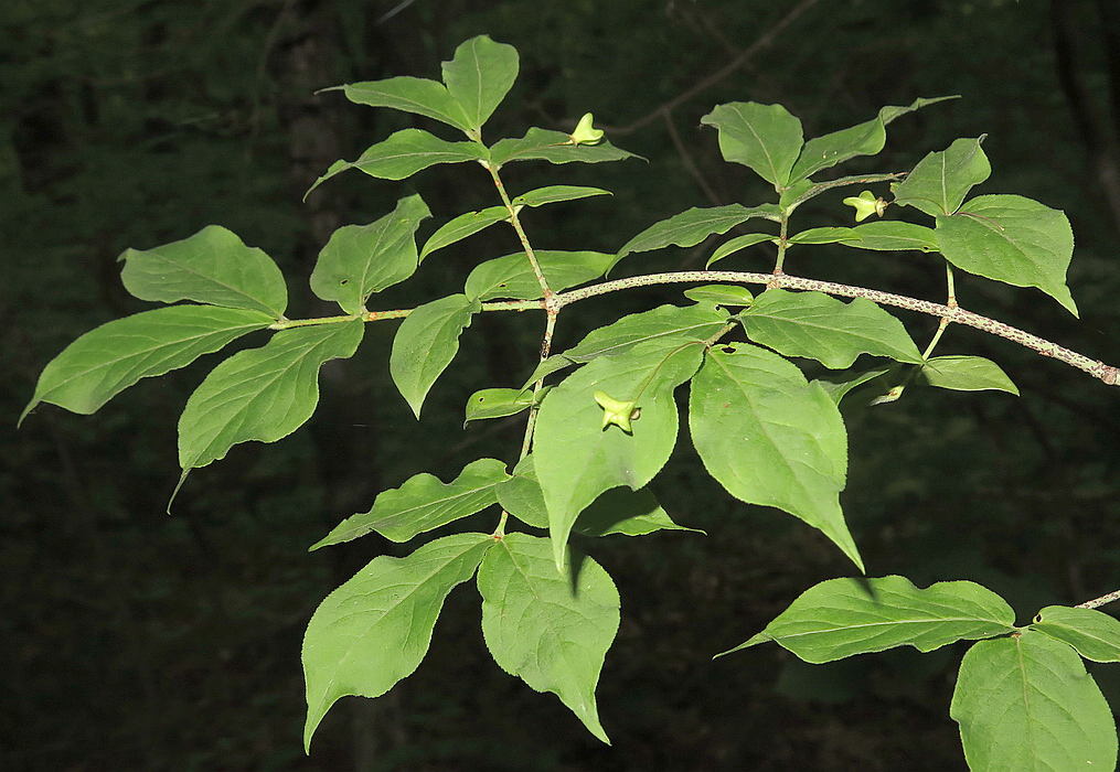 Image of Euonymus pauciflorus specimen.