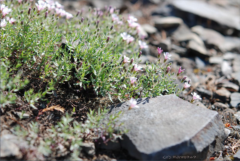 Image of Gypsophila violacea specimen.