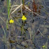 Utricularia intermedia