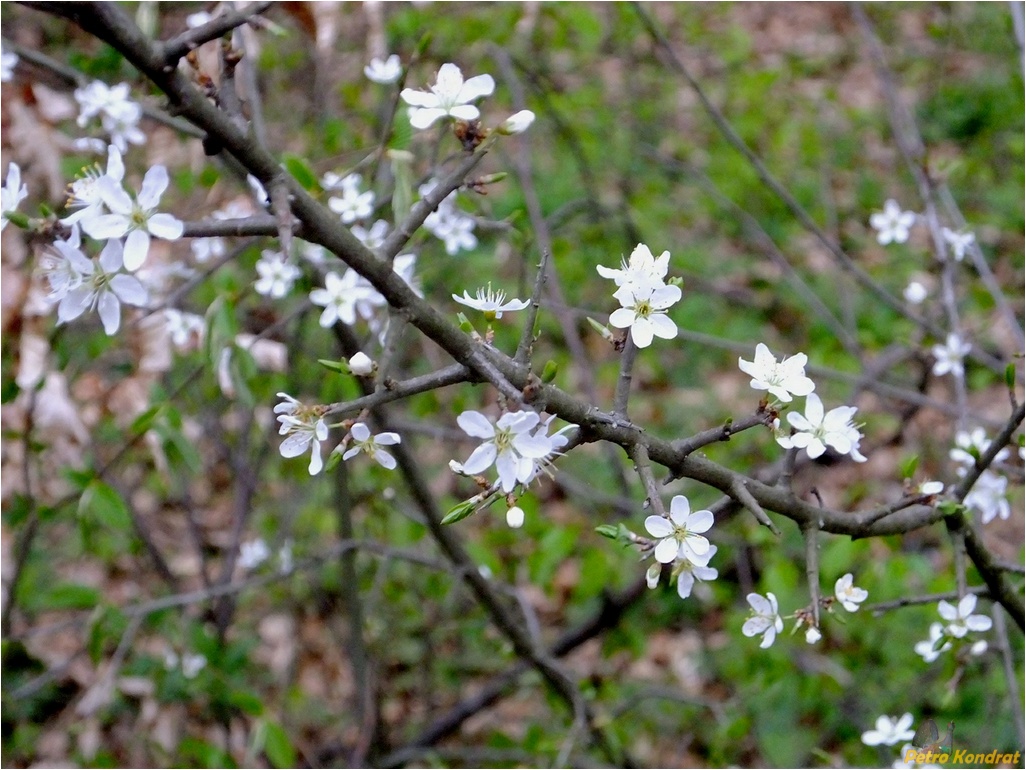 Image of Prunus spinosa specimen.