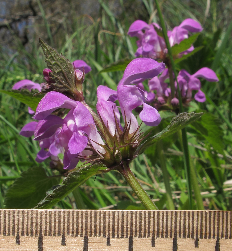 Image of Lamium maculatum specimen.