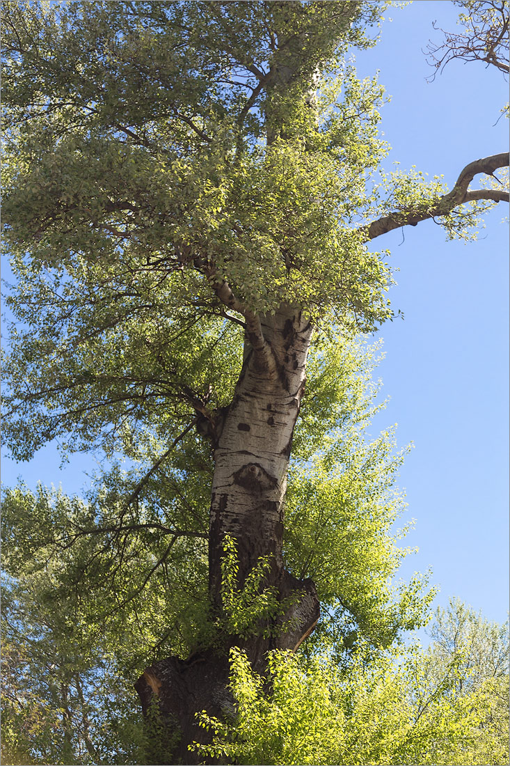 Изображение особи Populus alba.