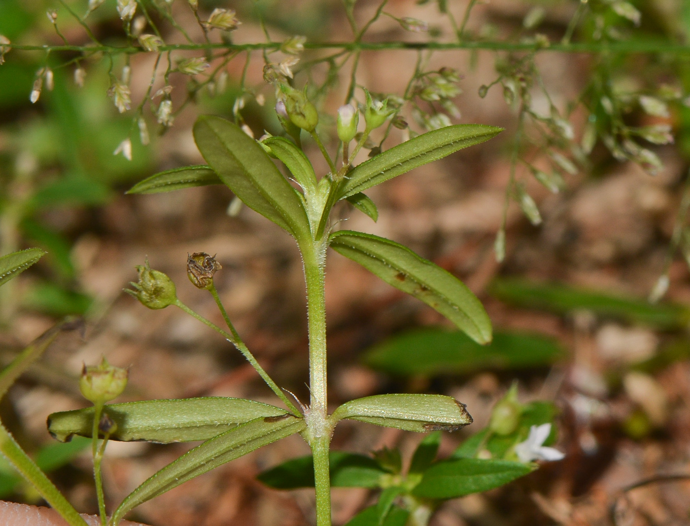 Image of Hedyotis pterita specimen.