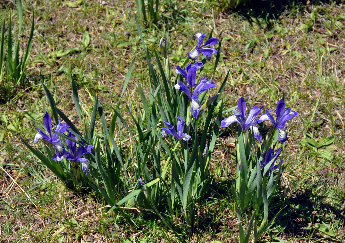 Image of Iris lactea specimen.