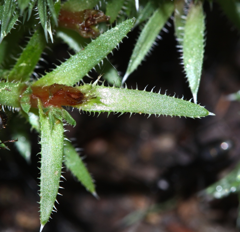 Изображение особи Saxifraga ascoldica.