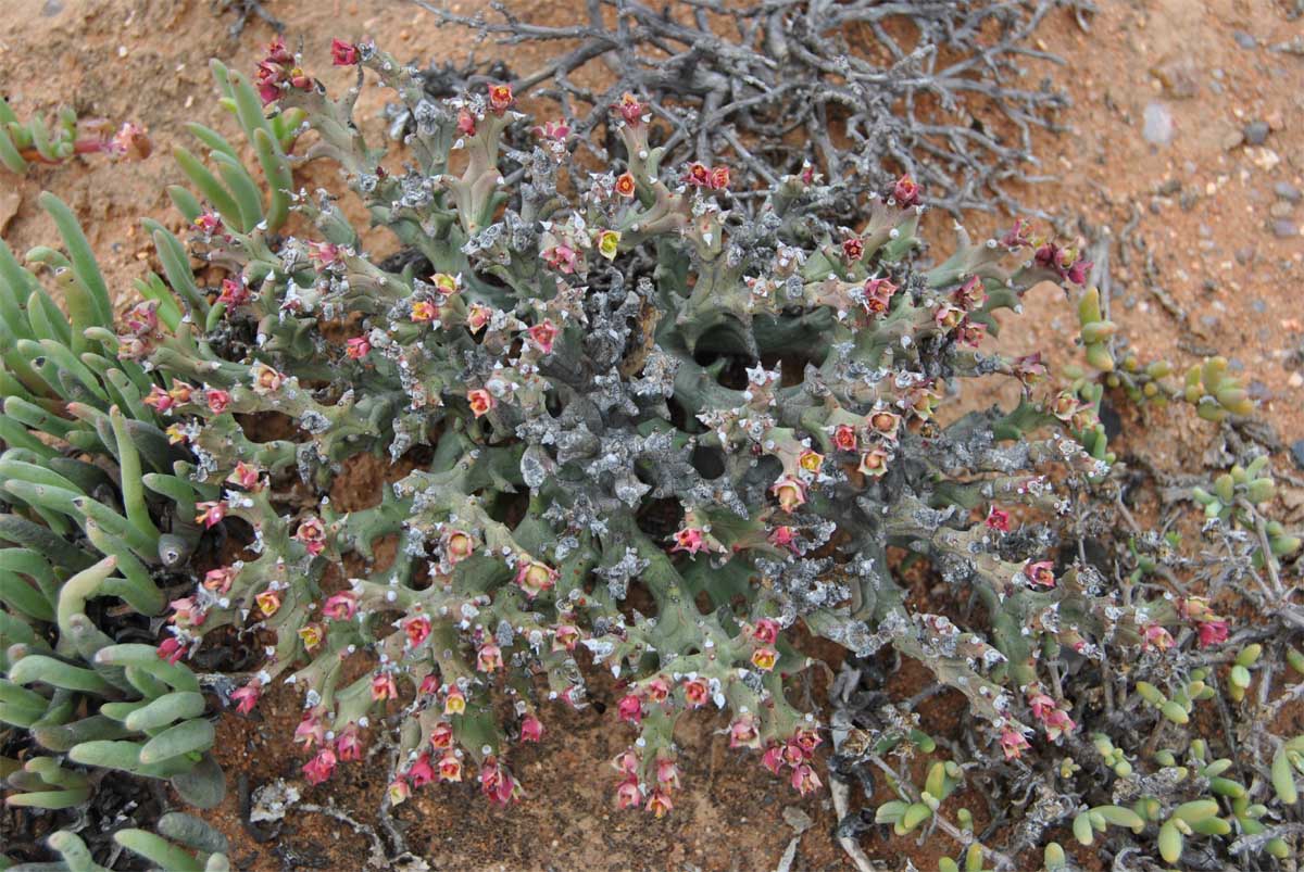 Image of Euphorbia hamata specimen.