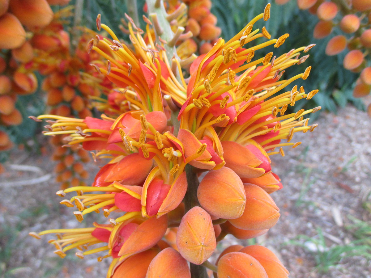 Image of Colvillea racemosa specimen.