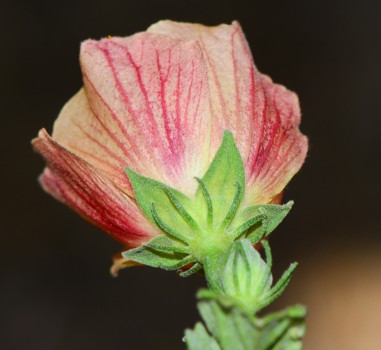 Image of Pavonia praemorsa specimen.