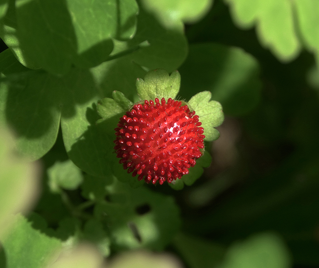 Изображение особи Duchesnea indica.