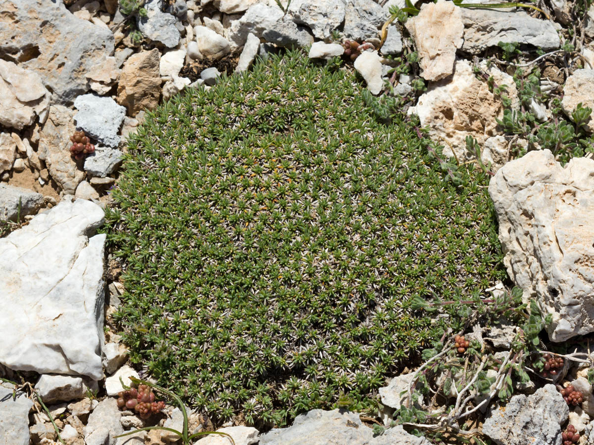 Image of Acantholimon ulicinum specimen.