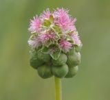 Poterium sanguisorba