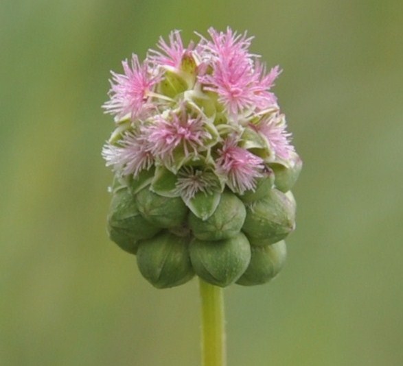 Изображение особи Poterium sanguisorba.