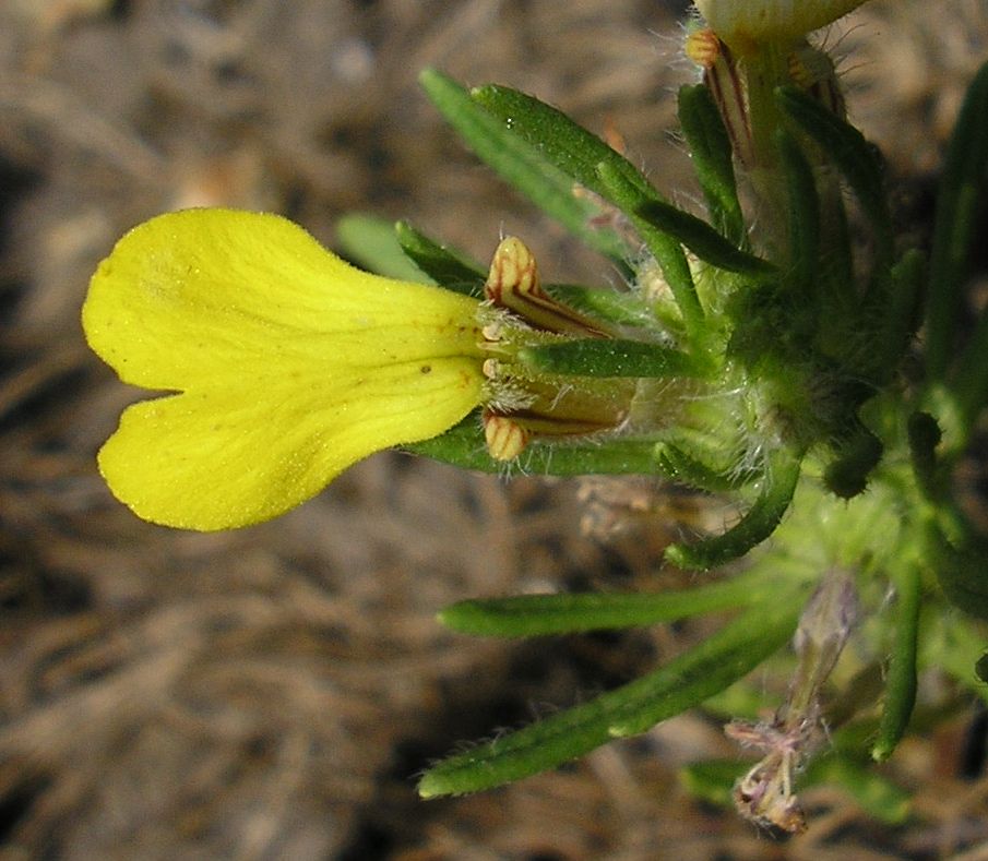 Image of Ajuga chia specimen.