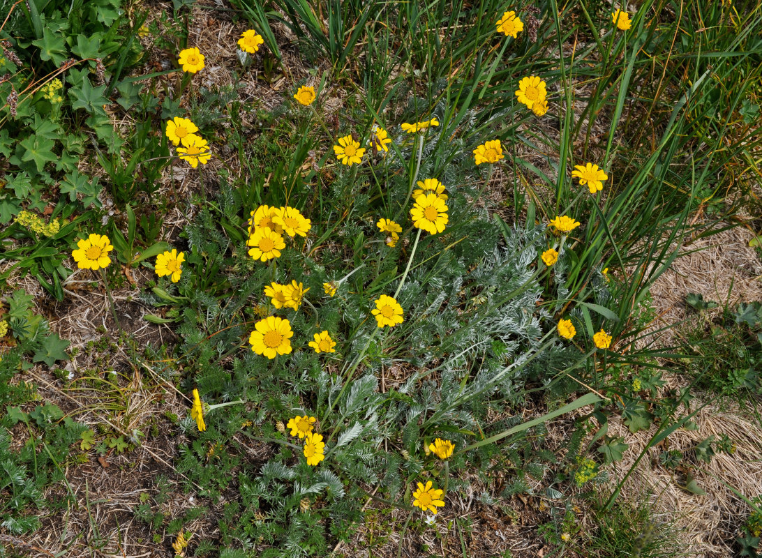 Изображение особи Anthemis marschalliana ssp. pectinata.