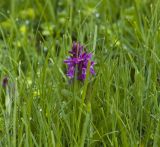 Dactylorhiza euxina. Цветущее растение. Кабардино-Балкария, Эльбрусский р-н, Терскольский лес, недалеко от поляны Чегет. 4 июня 2008 г.