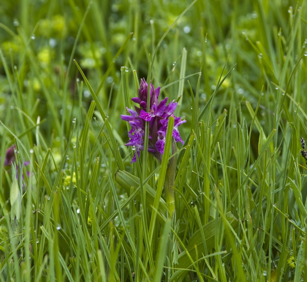 Изображение особи Dactylorhiza euxina.