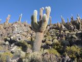 семейство Cactaceae. Взрослое растение. Боливия, солар Уюни, остров Пескадо, вулканический грунт. 17 марта 2014 г.