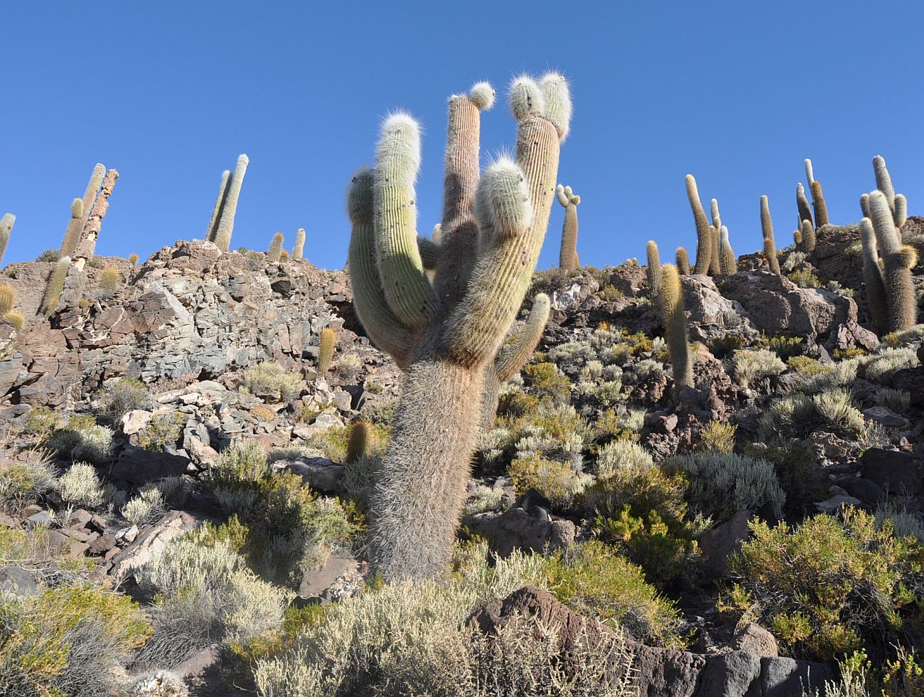 Изображение особи семейство Cactaceae.