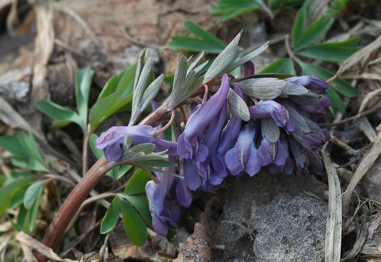 Изображение особи Corydalis solida.