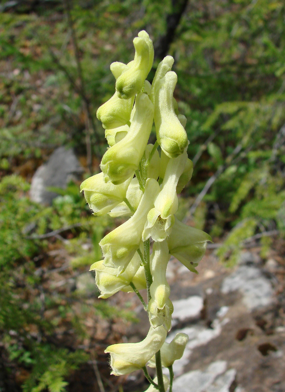 Image of Aconitum barbatum specimen.