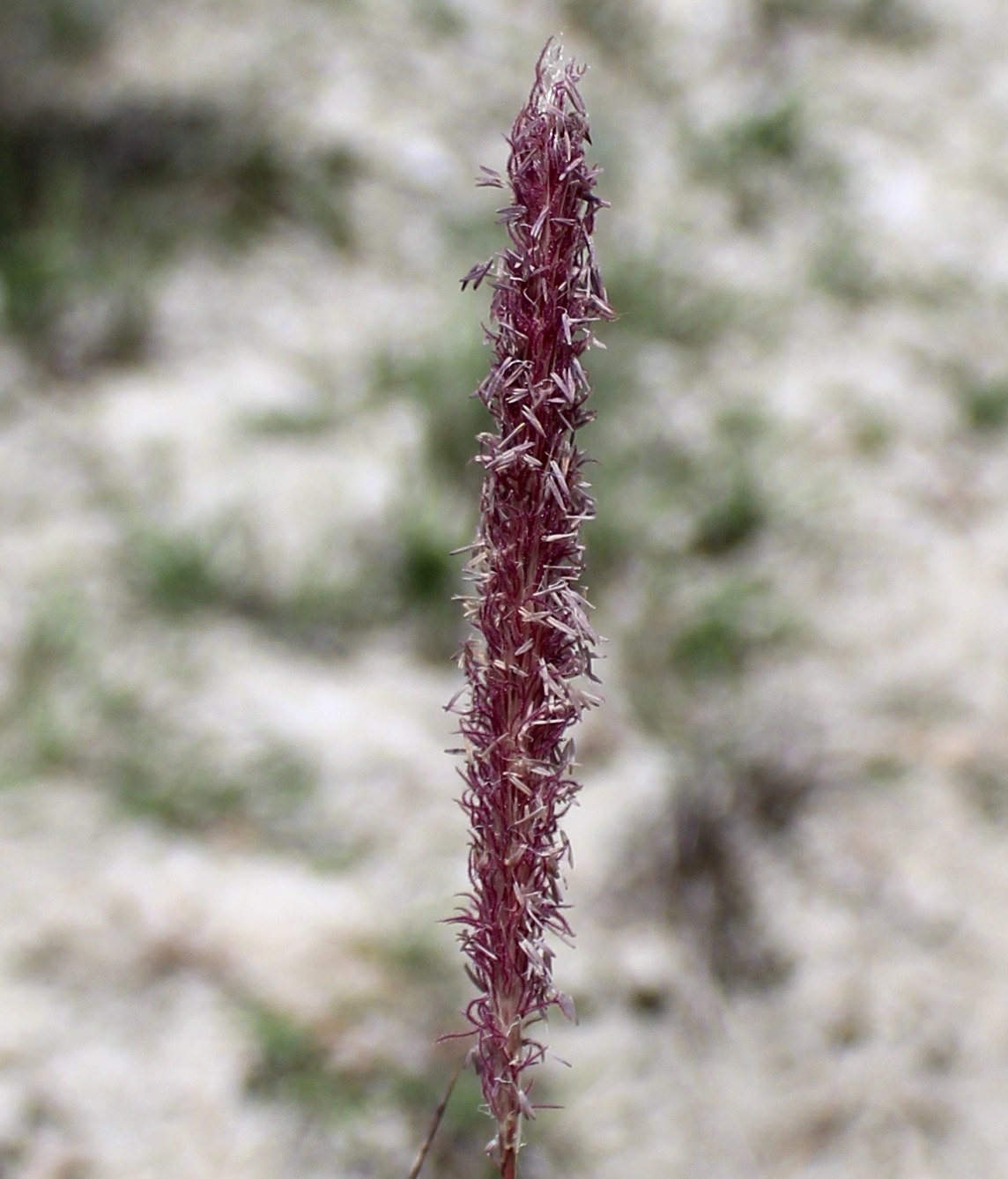 Image of Imperata cylindrica specimen.