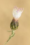 Centaurea borysthenica