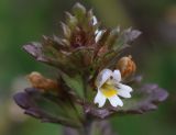 Euphrasia wettsteinii