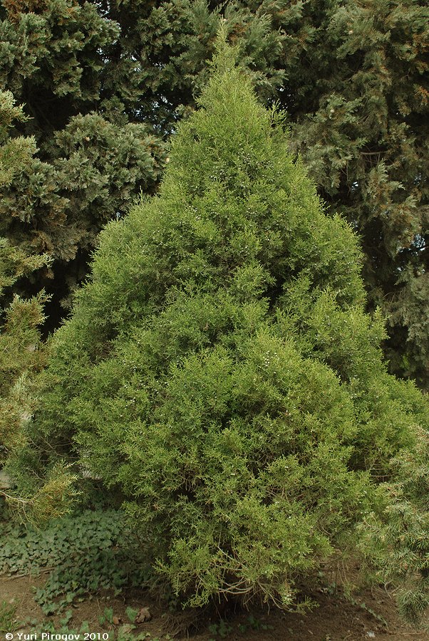 Image of Juniperus deppeana specimen.