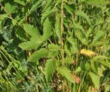 Filipendula ulmaria