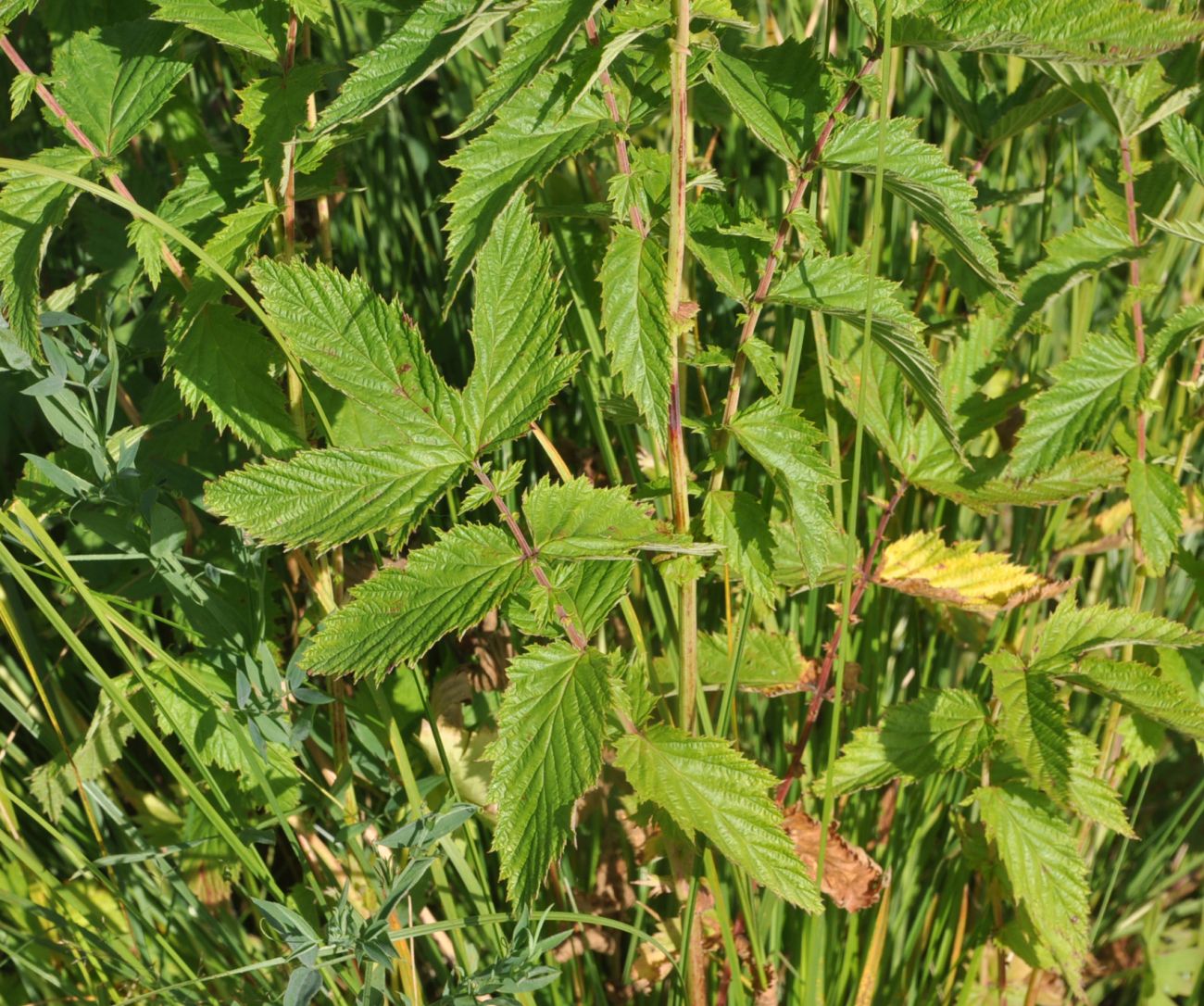 Image of Filipendula ulmaria specimen.