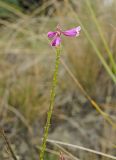 Polygala wolfgangiana